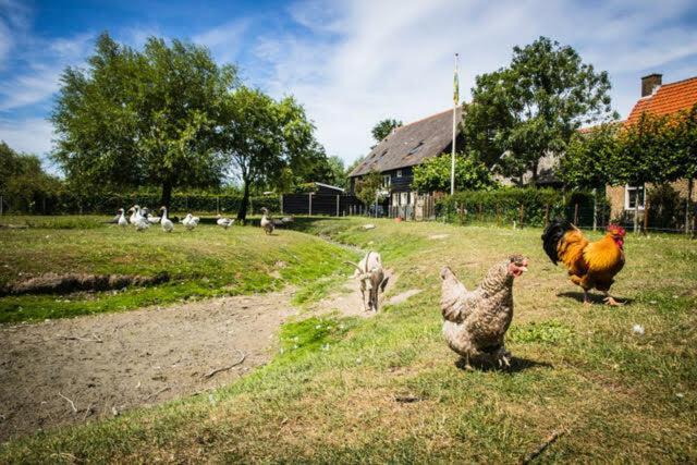 Vakantiewoning - Kon. Emmaweg 26 | Vrouwenpolder 'Uitspanning Oranjezon' Екстер'єр фото